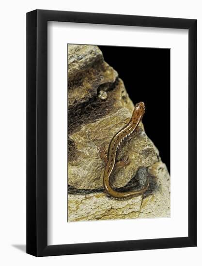 Eurycea Bislineata (Northern Two-Lined Salamander)-Paul Starosta-Framed Photographic Print