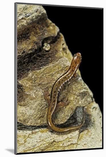Eurycea Bislineata (Northern Two-Lined Salamander)-Paul Starosta-Mounted Photographic Print