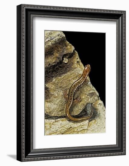 Eurycea Bislineata (Northern Two-Lined Salamander)-Paul Starosta-Framed Photographic Print