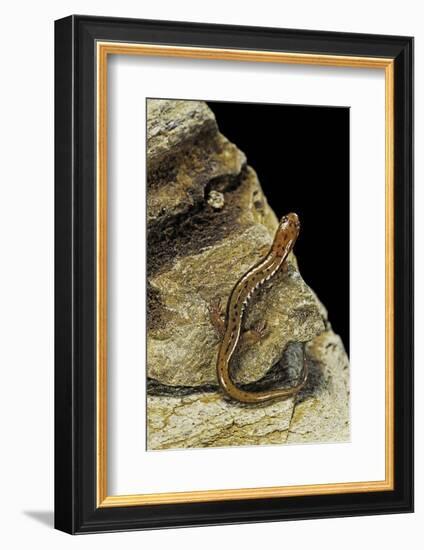 Eurycea Bislineata (Northern Two-Lined Salamander)-Paul Starosta-Framed Photographic Print