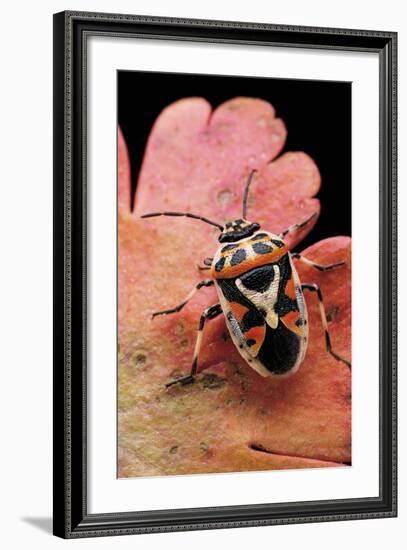 Eurydema Ornata (Shield Bug)-Paul Starosta-Framed Photographic Print