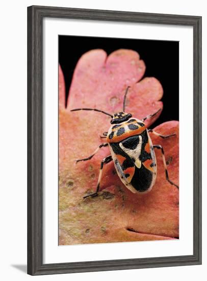 Eurydema Ornata (Shield Bug)-Paul Starosta-Framed Photographic Print