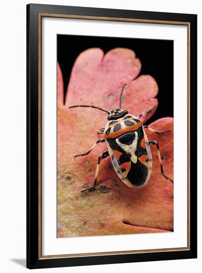 Eurydema Ornata (Shield Bug)-Paul Starosta-Framed Photographic Print