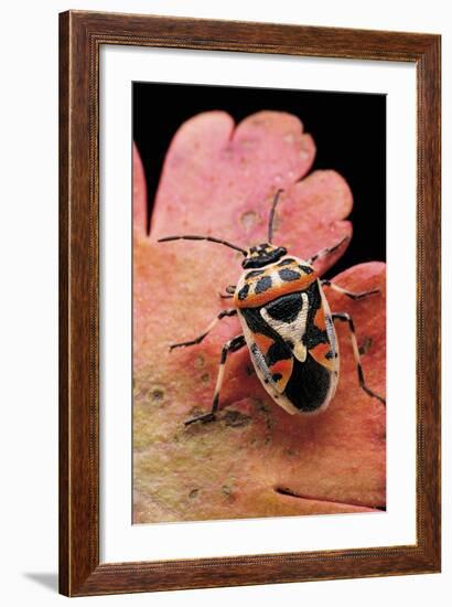 Eurydema Ornata (Shield Bug)-Paul Starosta-Framed Photographic Print