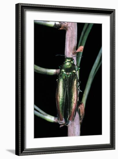 Eurythyrea Micans (Jewel Beetle)-Paul Starosta-Framed Photographic Print