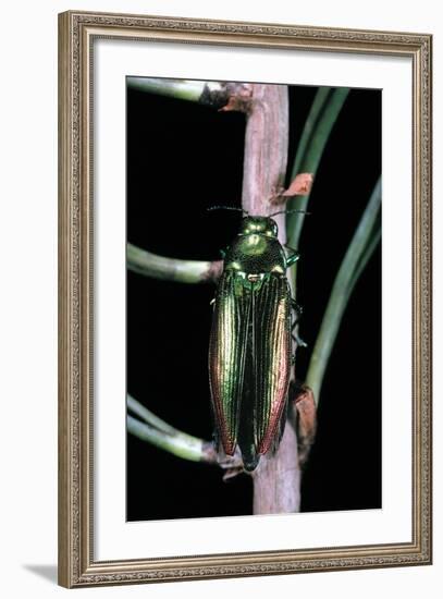 Eurythyrea Micans (Jewel Beetle)-Paul Starosta-Framed Photographic Print