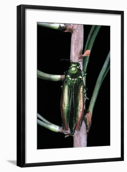 Eurythyrea Micans (Jewel Beetle)-Paul Starosta-Framed Photographic Print