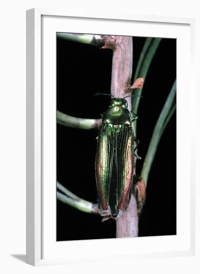 Eurythyrea Micans (Jewel Beetle)-Paul Starosta-Framed Photographic Print