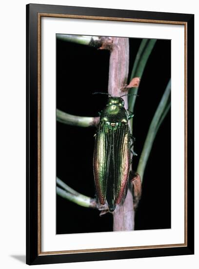 Eurythyrea Micans (Jewel Beetle)-Paul Starosta-Framed Photographic Print