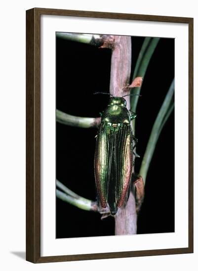 Eurythyrea Micans (Jewel Beetle)-Paul Starosta-Framed Photographic Print