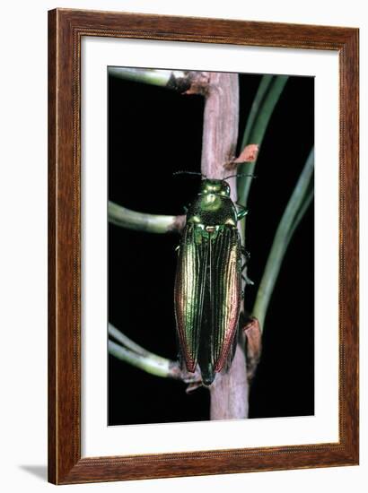 Eurythyrea Micans (Jewel Beetle)-Paul Starosta-Framed Photographic Print