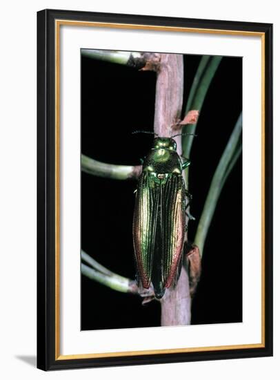 Eurythyrea Micans (Jewel Beetle)-Paul Starosta-Framed Photographic Print