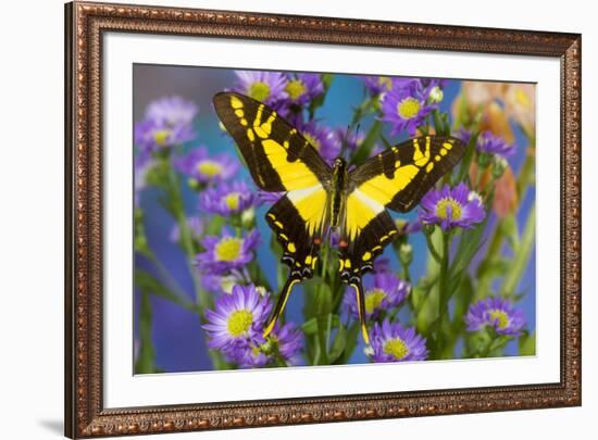 Eurytides thyastes the Orange Kite Swallowtail on Asters-Darrell Gulin-Framed Photographic Print