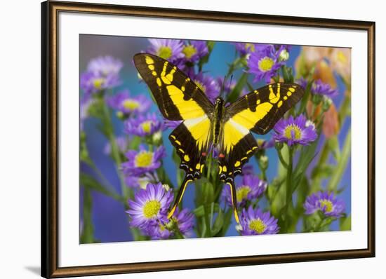 Eurytides thyastes the Orange Kite Swallowtail on Asters-Darrell Gulin-Framed Photographic Print