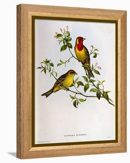 Euspiza Luteola, 19th Century-John Gould-Framed Premier Image Canvas