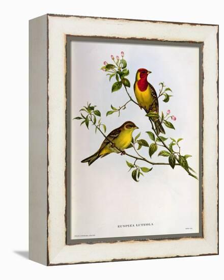 Euspiza Luteola, 19th Century-John Gould-Framed Premier Image Canvas