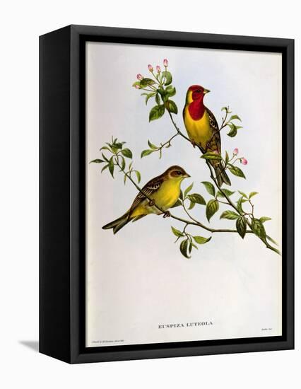 Euspiza Luteola, 19th Century-John Gould-Framed Premier Image Canvas