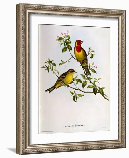 Euspiza Luteola, 19th Century-John Gould-Framed Giclee Print