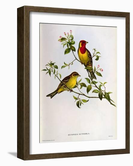 Euspiza Luteola, 19th Century-John Gould-Framed Giclee Print