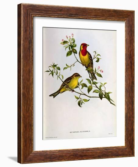 Euspiza Luteola, 19th Century-John Gould-Framed Giclee Print