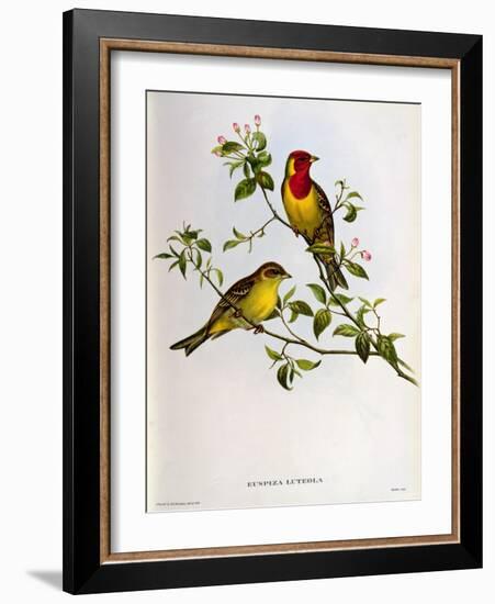 Euspiza Luteola, 19th Century-John Gould-Framed Giclee Print