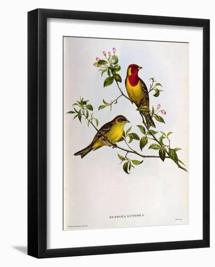 Euspiza Luteola, 19th Century-John Gould-Framed Giclee Print