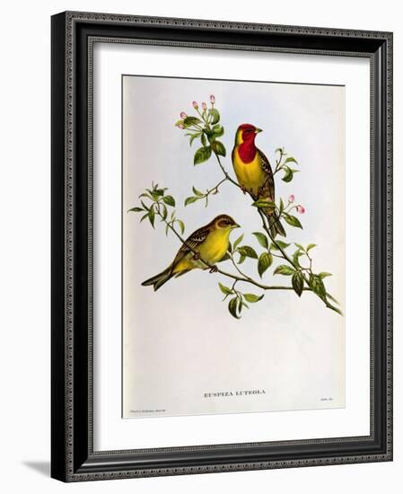 Euspiza Luteola, 19th Century-John Gould-Framed Giclee Print