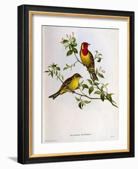 Euspiza Luteola, 19th Century-John Gould-Framed Giclee Print