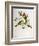 Euspiza Luteola, 19th Century-John Gould-Framed Giclee Print