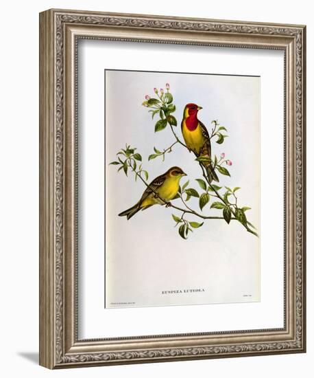 Euspiza Luteola, 19th Century-John Gould-Framed Giclee Print