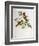 Euspiza Luteola, 19th Century-John Gould-Framed Giclee Print