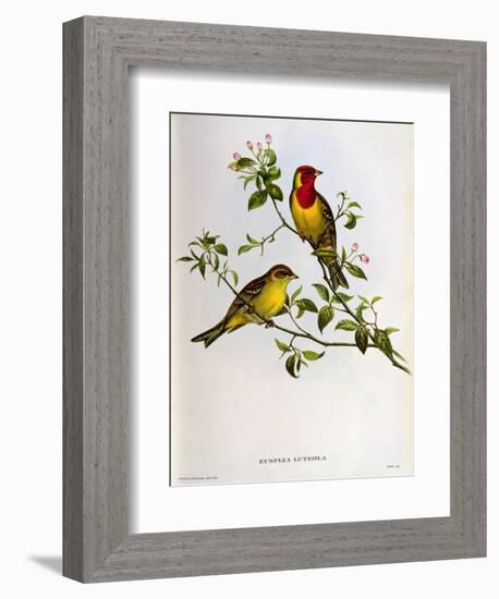 Euspiza Luteola, 19th Century-John Gould-Framed Giclee Print