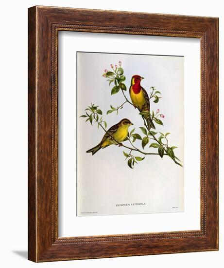 Euspiza Luteola, 19th Century-John Gould-Framed Giclee Print