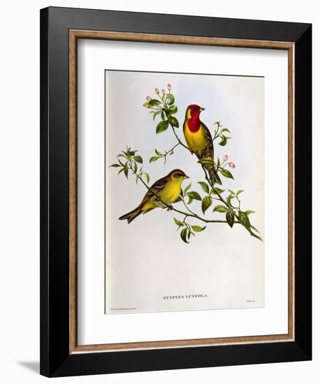 Euspiza Luteola, 19th Century-John Gould-Framed Giclee Print