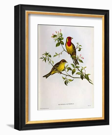 Euspiza Luteola, 19th Century-John Gould-Framed Giclee Print