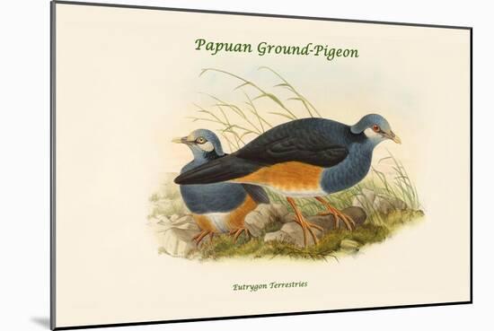 Eutrygon Terrestries - Papuan Ground-Pigeon-John Gould-Mounted Art Print