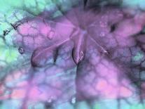 Celestial Dew Drops III-Eva Bane-Photographic Print