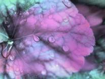 Celestial Dew Drops II-Eva Bane-Photographic Print
