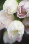 Tulipa Roseus II-Eva Charlotte Fransson-Giclee Print