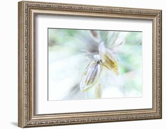 Evanesce-Jacob Berghoef-Framed Photographic Print