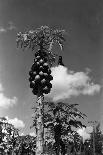 Papaya Tree-Evans-Photographic Print