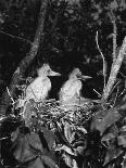 Young Egrets-Evans-Photographic Print