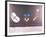 Eve Series #9-Anton Cetin-Framed Collectable Print