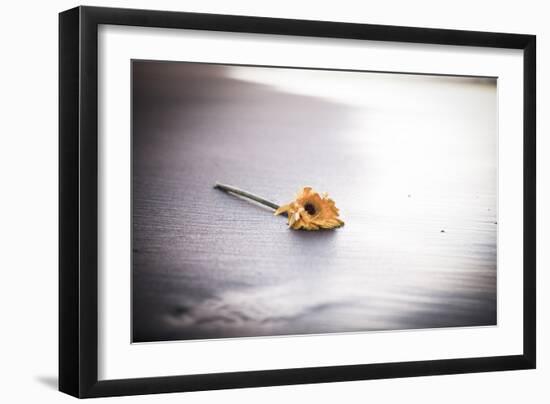 Even Daisies Have Bad Days-Chris Moyer-Framed Photographic Print