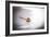 Even Daisies Have Bad Days-Chris Moyer-Framed Photographic Print