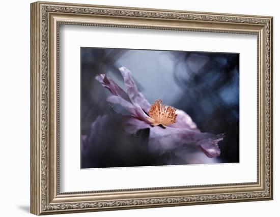 Even flowers have stories to tell-Fabien BRAVIN-Framed Photographic Print