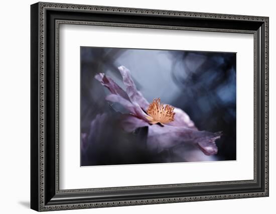 Even flowers have stories to tell-Fabien BRAVIN-Framed Photographic Print