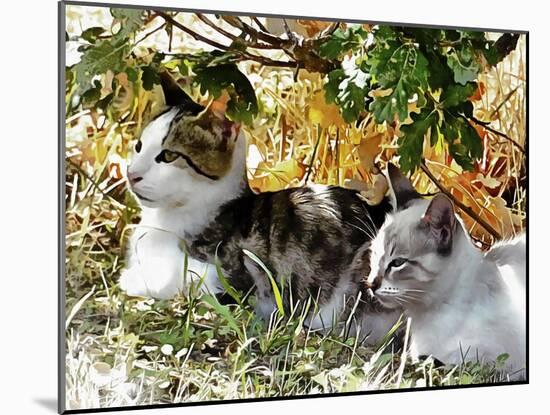 Even Kittens Gossip-Dorothy Berry-Lound-Mounted Giclee Print