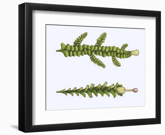 Even Scalewort (Radula Complanata)-null-Framed Giclee Print