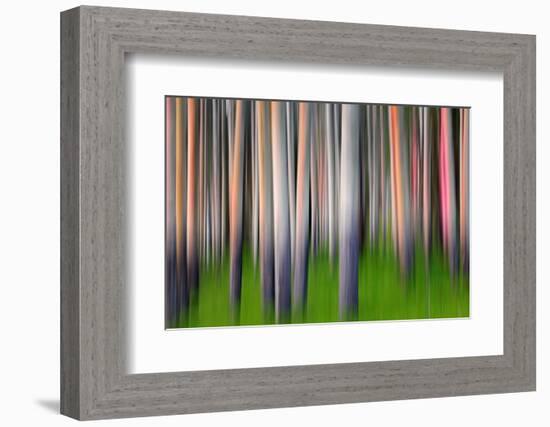 Evening Aspen-Ursula Abresch-Framed Photographic Print